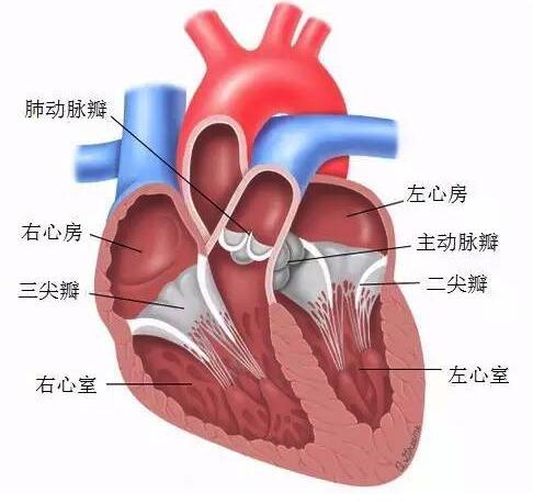 第2次大动作!蓝帆医疗收购瑞士